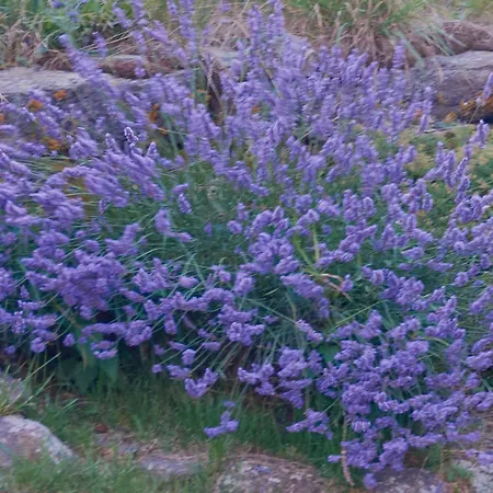 Nature Et Charme Au Coeur De 30 Hectares Sur Le Plateau Du Mezenc Les Vastres